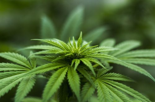 Potential Relaxation Benefits Of Delta-8 And What Research Actually Shows