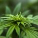 Potential Relaxation Benefits Of Delta-8 And What Research Actually Shows